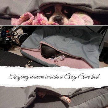 cosy-cove bed cosy-cove bed